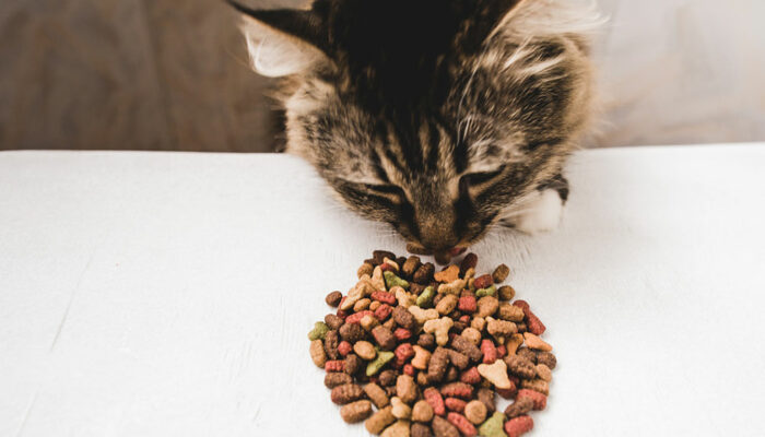 10 Black Friday Cat Food Deals to Expect in 2023