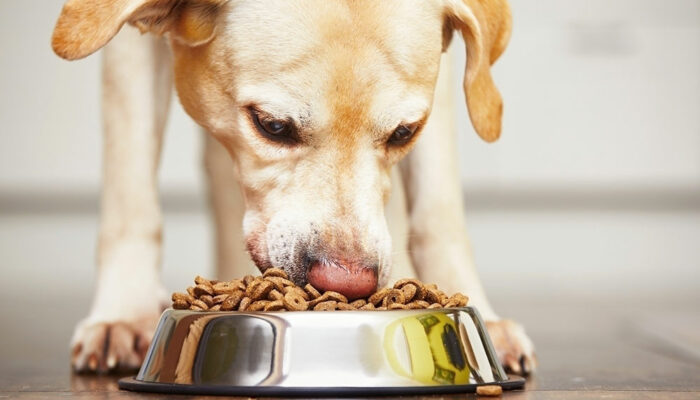 10 Black Friday Dog Food Deals to Expect in 2023