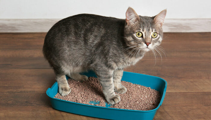Top 7 tips for toilet-training cats